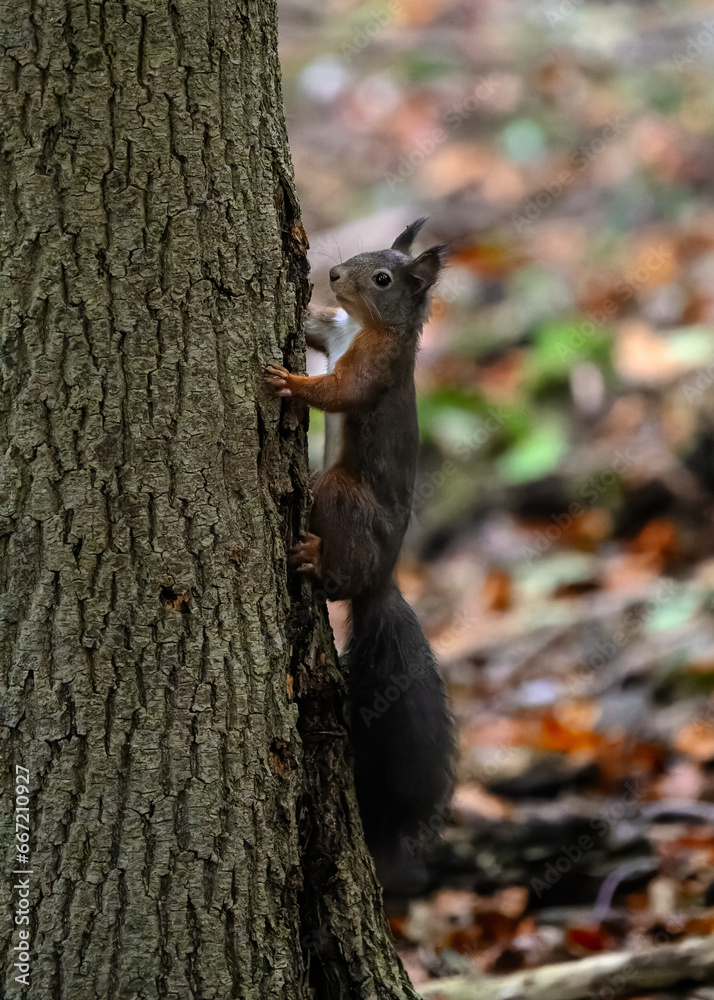 Eichhörnchen