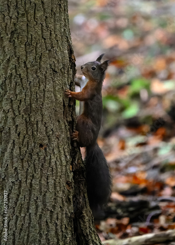Eichhörnchen © Markus