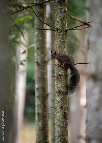 Eichhörnchen auf Ast © Markus