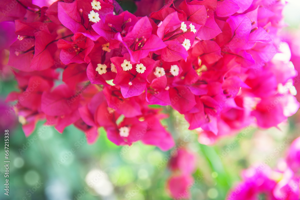 Beautiful summer nature background with bunch of bougainvillea flowers Beautiful summer nature background with bunch of bougainvillea flowers