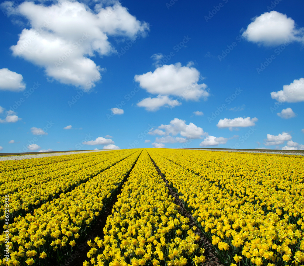 Field of yellow narcissus in the Netherlands