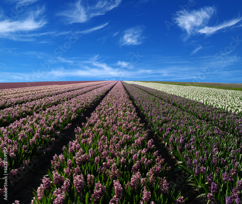 Field of hyacinths in the Netherlands