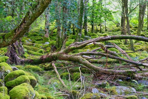 tree in the forest