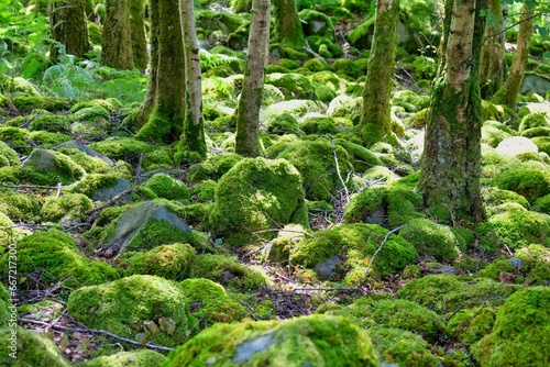 moss in the forest and trees
