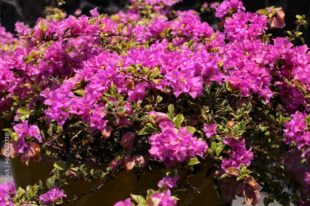 Close up of Pink bougainvillea flowers grow thick and beautiful in the garden Close up of Pink bougainvillea flowers grow thick and beautiful in the garden