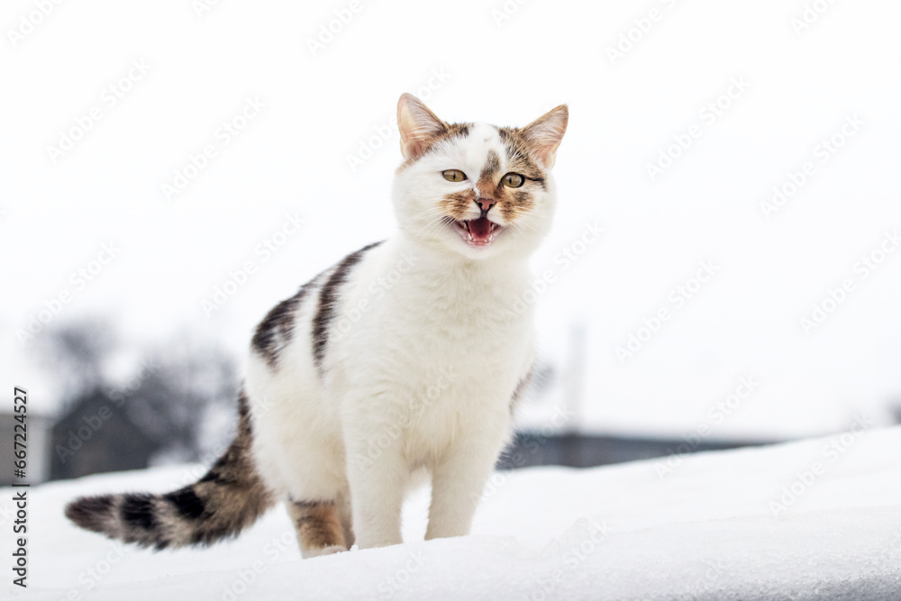 A white spotted cat stands in the snow and meows A white spotted cat stands in the snow and meows