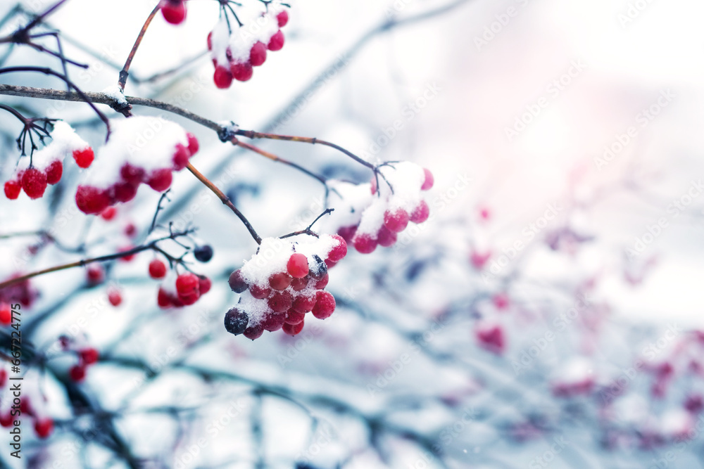 Snow-covered viburnum branches with red berries on a sunny day Snow-covered viburnum branches with red berries on a sunny day