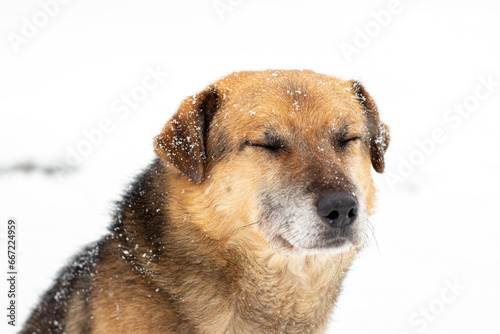 Large brown dog with closed eyes in the snow in winter