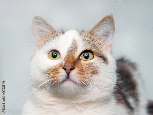 Close-up of a white spotted cat with an attentive look on a light background