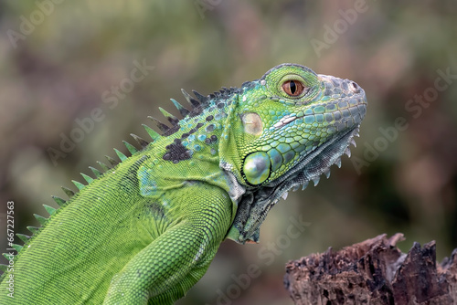 Green iguana on a branches