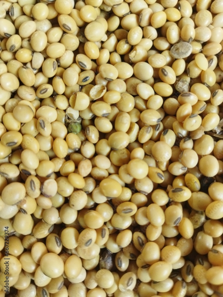 Close up of golden soybean grain. Soybean also known as soya, soy, glycine max, soya bean, leguminous, genus glycine or glycine. Golden soybean background Close up of golden soybean grain. Soybean also known as soya, soy, glycine max, soya bean, leguminous, genus glycine or glycine. Golden soybean background