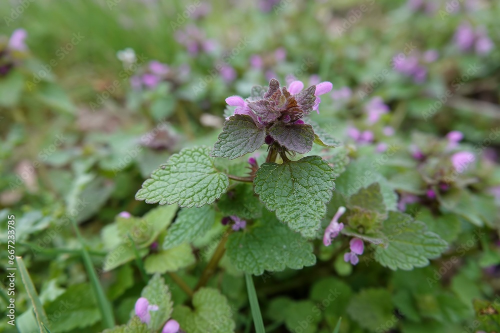 Close-up on the purple purple archangel plant, Lamium purpureum Close-up on the purple purple archangel plant, Lamium purpureum