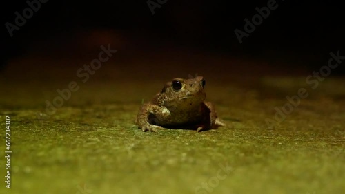 The brown toad moves through the forest area at night. Amphibian in summer in its natural habitat. Night life of small animals.