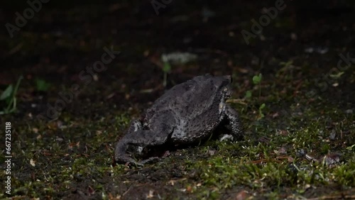 The brown toad moves through the forest area at night. Amphibian in summer in its natural habitat. Night life of small animals.