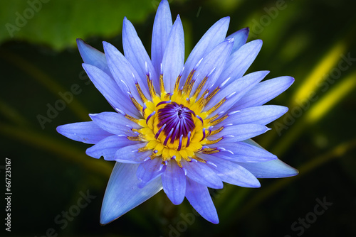 Water Lily
