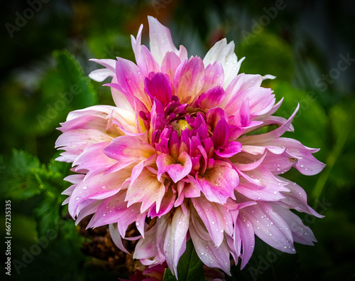 Magenta Dahlia