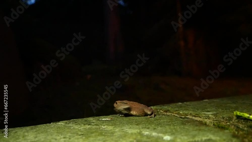The brown toad moves through the forest area at night. Amphibian in summer in its natural habitat. Night life of small animals.