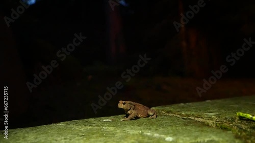 The brown toad moves through the forest area at night. Amphibian in summer in its natural habitat. Night life of small animals.