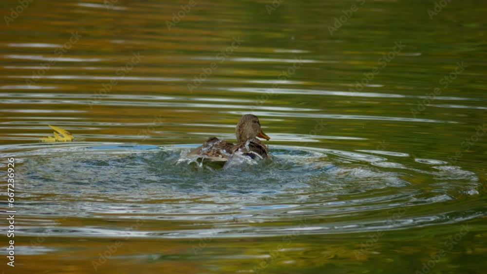 Duck. Wild birds close up. Bird in water close up. Birds on the pond. Duck. Wild birds close up. Bird in water close up. Birds on the pond.