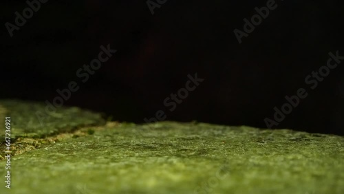 The brown toad moves through the forest area at night. Amphibian in summer in its natural habitat. Night life of small animals.