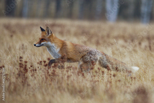 Fuchs rennt über eine dürre Wiese