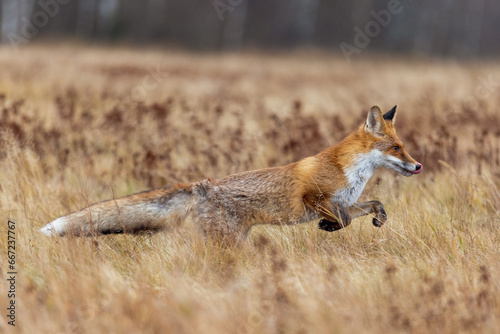 Fuchs rennt über eine dürre Wiese