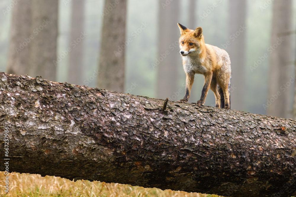Fuchs läuft auf einem umgestürzten Baumstamm