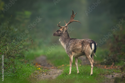 Fallow deer ( Dama dama ) male stag © Piotr Krzeslak