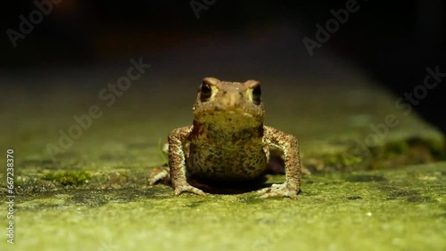 The brown toad moves through the forest area at night. Amphibian in summer in its natural habitat. Night life of small animals.