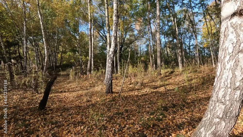 Virtual forest walk. POV shot on a gimbal. Sunny day, early autumn stroll. Natural background with sun rays shining through trees. 4K resolution High quality sounds of birds, forest and footsteps. Virtual forest walk. POV shot on a gimbal. Sunny day, early autumn stroll. Natural background with sun rays shining through trees. 4K resolution High quality sounds of birds, forest and footsteps.