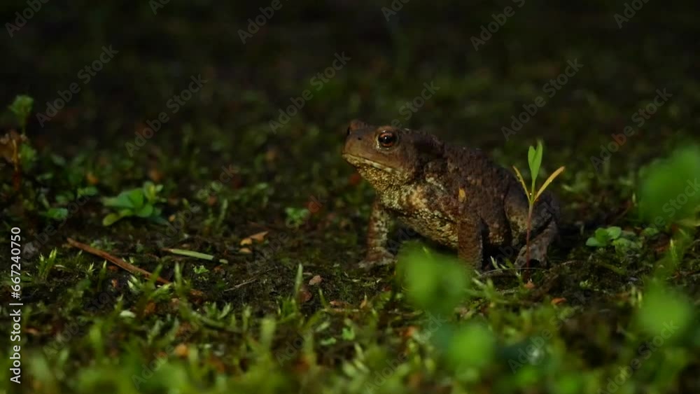 The brown toad moves through the forest area at night. Amphibian in summer in its natural habitat. Night life of small animals. The brown toad moves through the forest area at night. Amphibian in summer in its natural habitat. Night life of small animals.