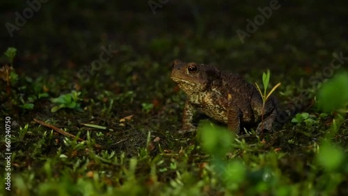 The brown toad moves through the forest area at night. Amphibian in summer in its natural habitat. Night life of small animals.