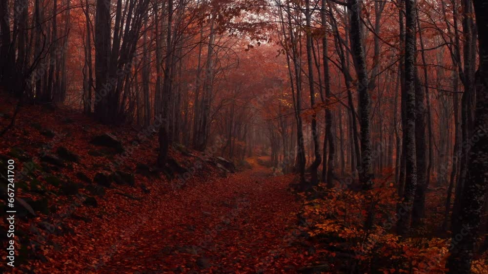 Passeggiata nel bosco autunnale