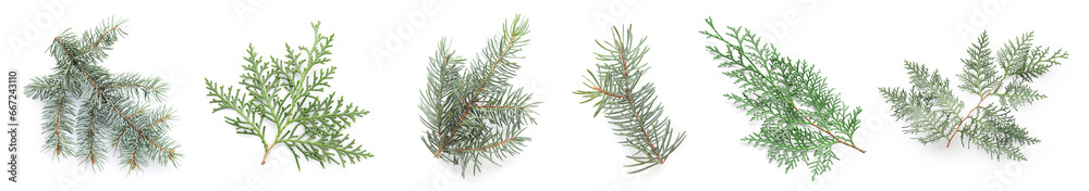 Collage of fresh coniferous branches on white background Collage of fresh coniferous branches on white background