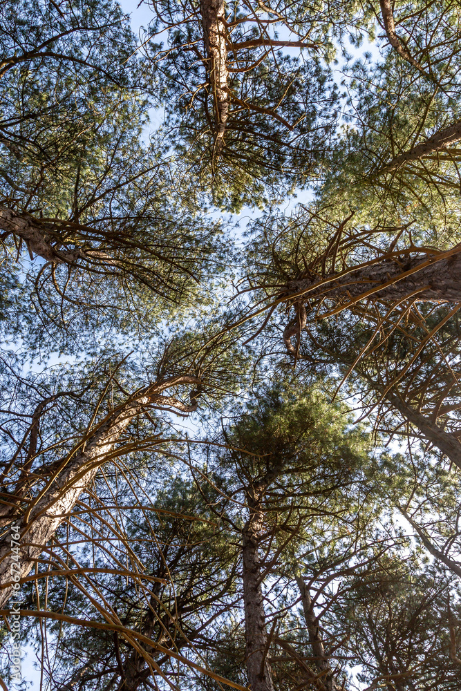 Fototapeta premium Looking towards the sky in pine woodland