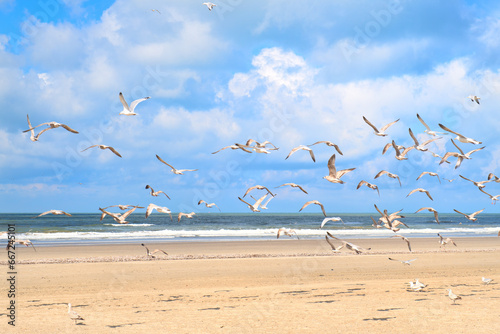 Seagulls at the beach