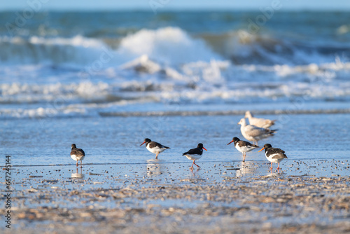 Canvas Print Oyster catchers at the beach