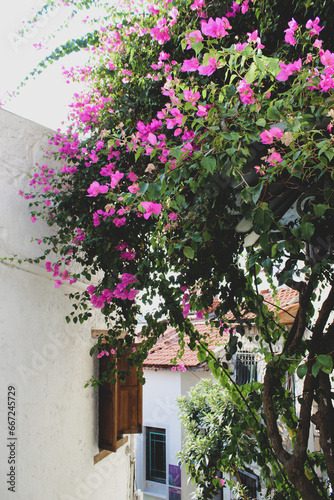 A street with white walls and flowers in Greece. Window with shutters