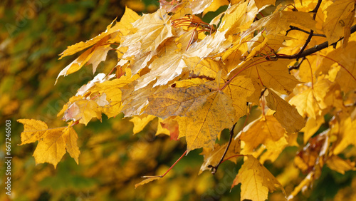 Yellow maple leaves sway in the wind. Close-up. Golden autumn in the park. Calm Soothing Autumn Scene