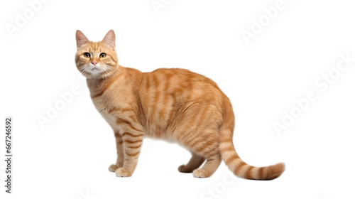 side view of a orange colour ginger cat stands against transparent background, looking at the camera. 