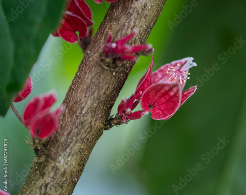 Detail of the flower of the Pavonia plant photo