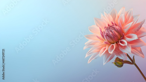 A blooming flower in one corner  with a gradient of pastel hues with copy space  Pink gerber daisy