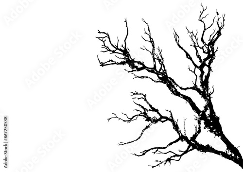 美しい木の枝のシルエット。水墨画のような質感。 photo