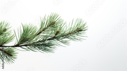 a pine branch against a clean white background  capturing the intricate details of nature s design.