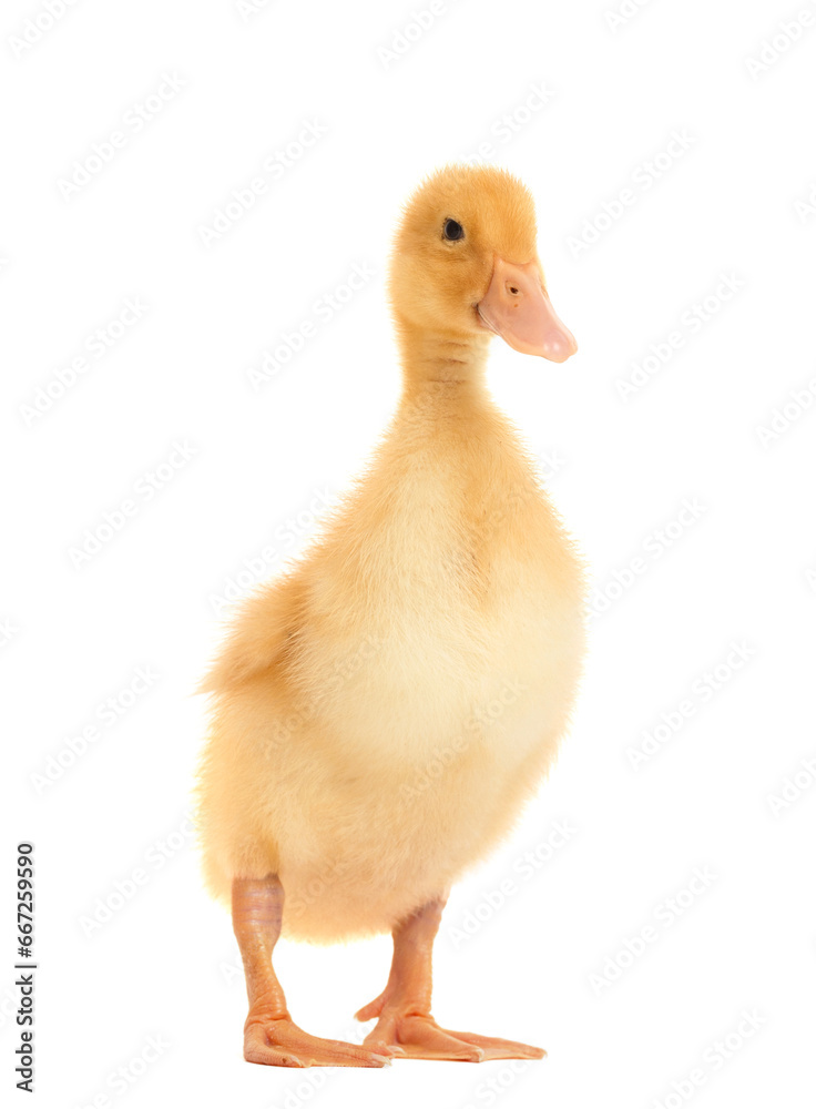 A cute funny little duckling stands on a white background. A cute funny little duckling stands on a white background.