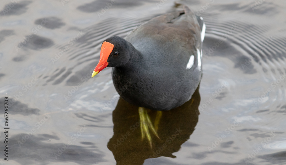 Common moorhen swimming gracefully in a lake. Every detail is captured, displaying the beauty of these water birds in their natural habitat. Common moorhen swimming gracefully in a lake. Every detail is captured, displaying the beauty of these water birds in their natural habitat.