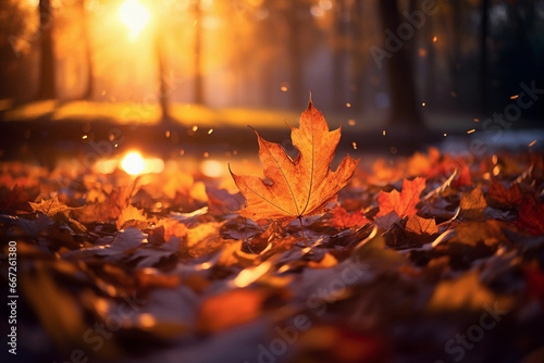 Red-orange maple leaf in autumn with maple tree under sunlight landscape.Maple leaves turn yellow, orange, red in autumn
