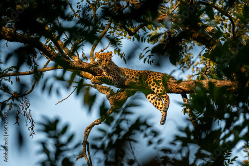 wild male leopard or panther or panthera pardus fusca with eye contact resting on natural green tree branch and blue sky background at dhikala of jim corbett national park forest uttarakhand india photo