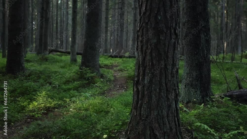 tree trunks, moss, path through a pine forest, northern nature tree trunks, moss, path through a pine forest, northern nature