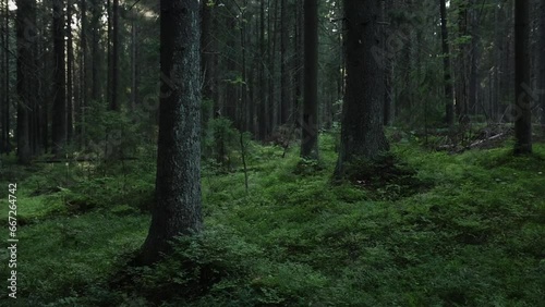 Wallpaper Mural tree trunks, moss, path through a pine forest, northern nature	 Torontodigital.ca
